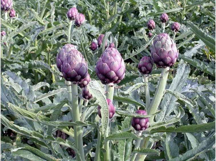 Pianta di carciofi con i fiori in maturazione