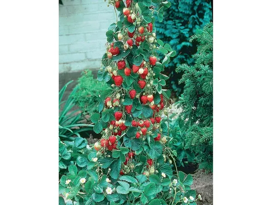 Pianta di fragole rampicanti