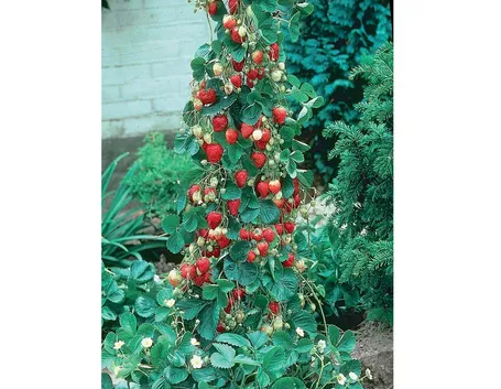 Pianta di fragole rampicanti