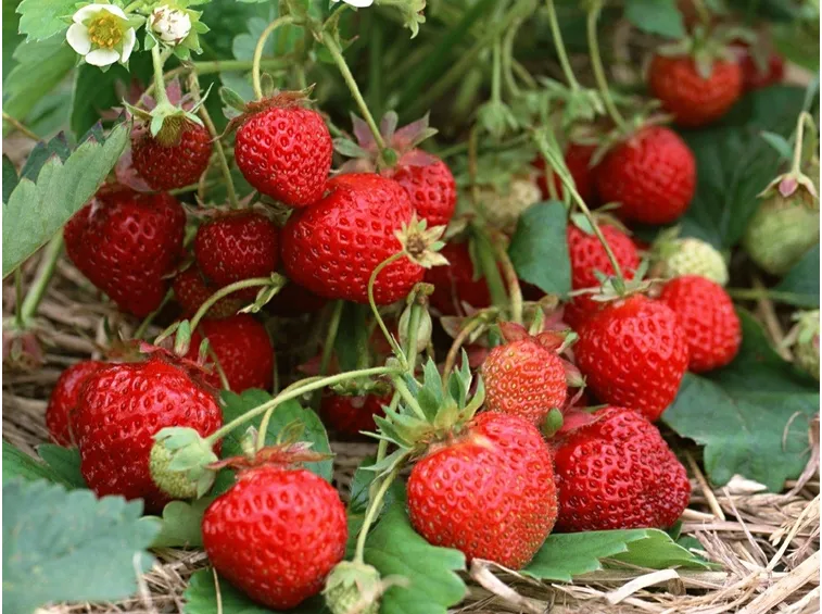 Particolare dei frutti di fragola rampicante