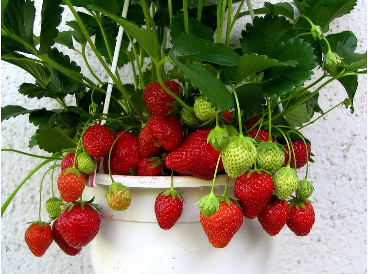 Pianta di fragola coltivata in vaso