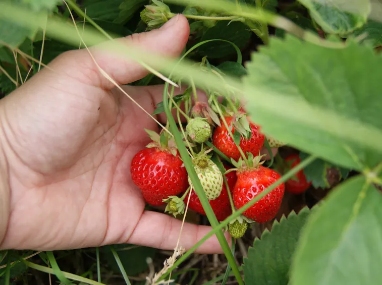 Il momento della raccolta delle fragole
