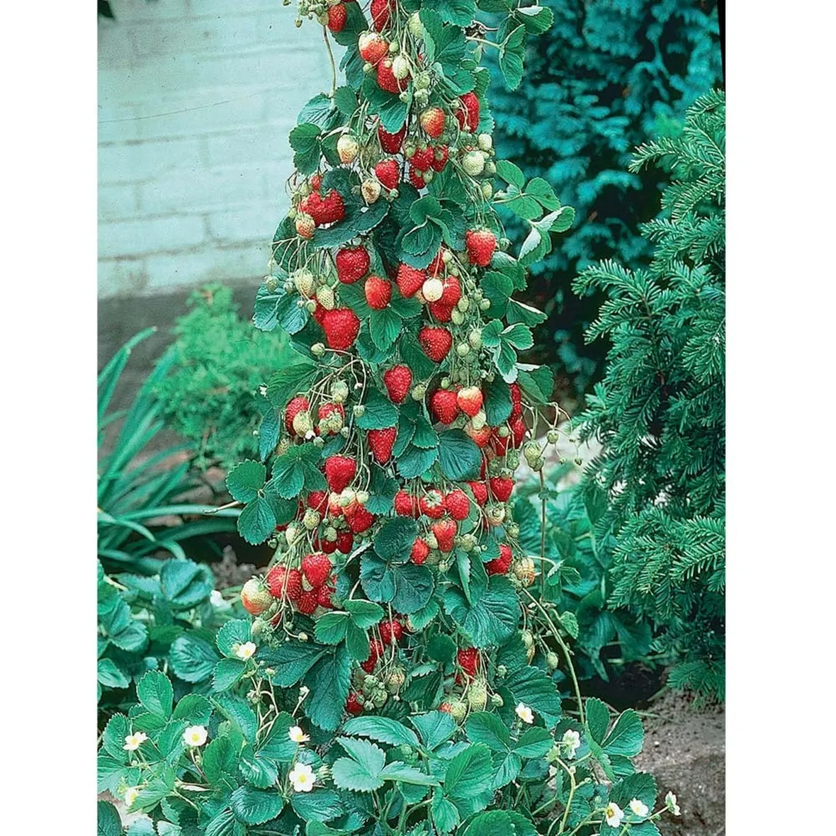 Pianta di fragole rampicanti