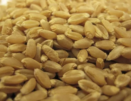 Semi grano duro