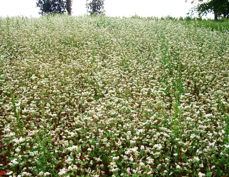 Piante di grano saraceno