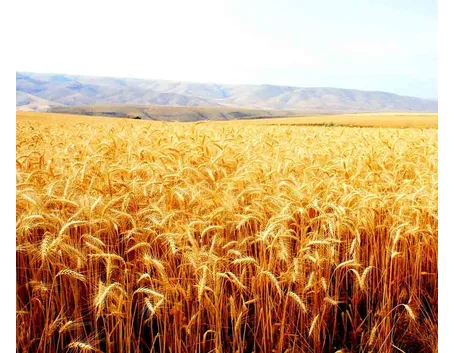 Campo grano