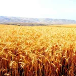 Campo grano