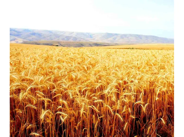 Campo grano