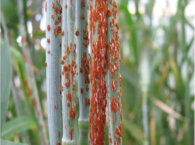 Grano ruggine