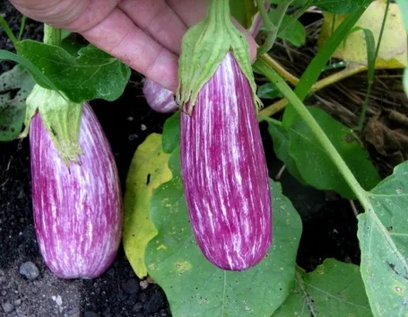Melanzana bianca sfumata di viola