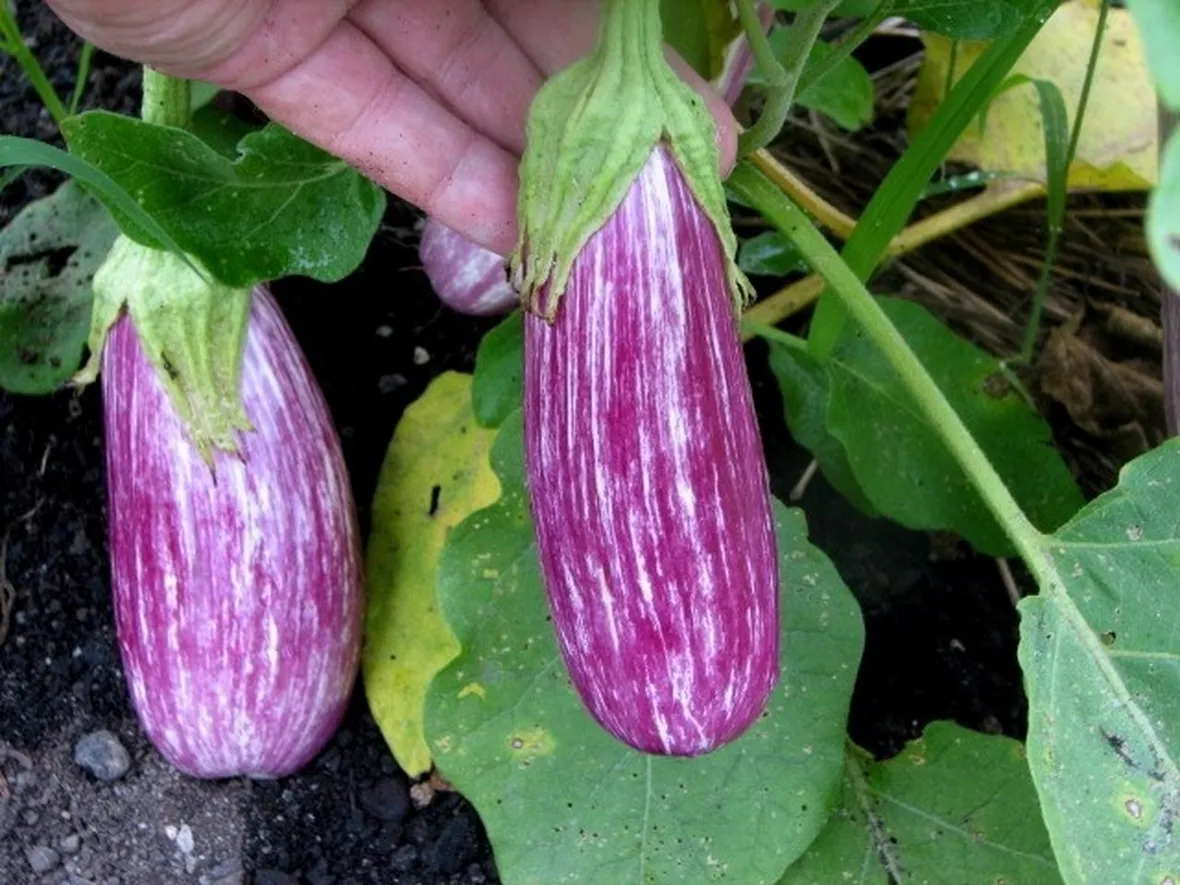 Melanzana bianca sfumata di viola