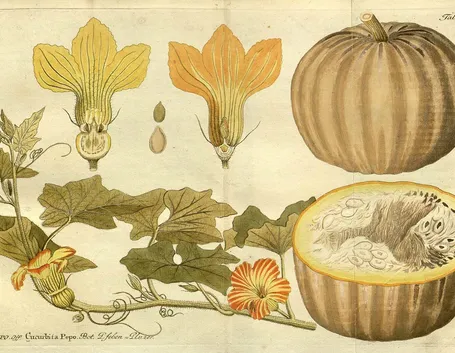 Disegno botanico della cucurbita pepo