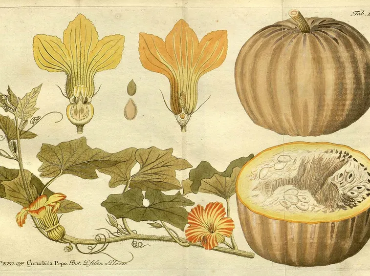 Disegno botanico della cucurbita pepo