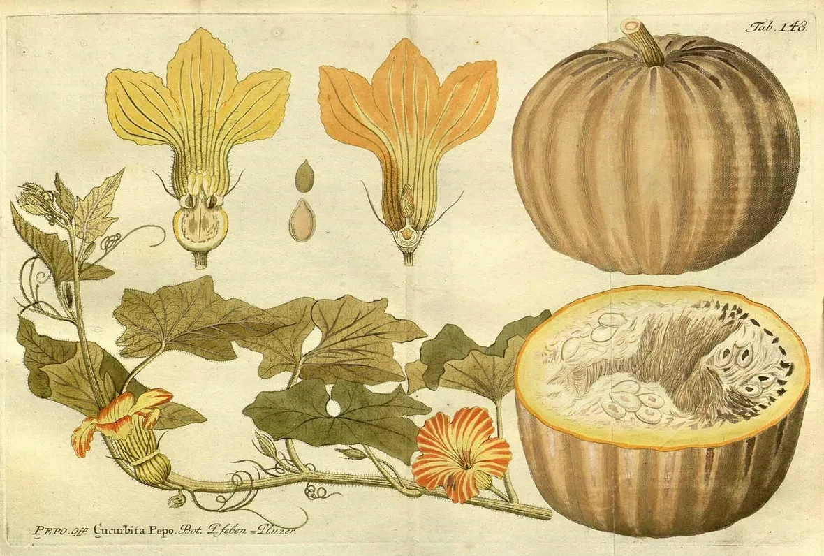 Disegno botanico della cucurbita pepo