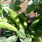 Legumi pronti per la raccolta