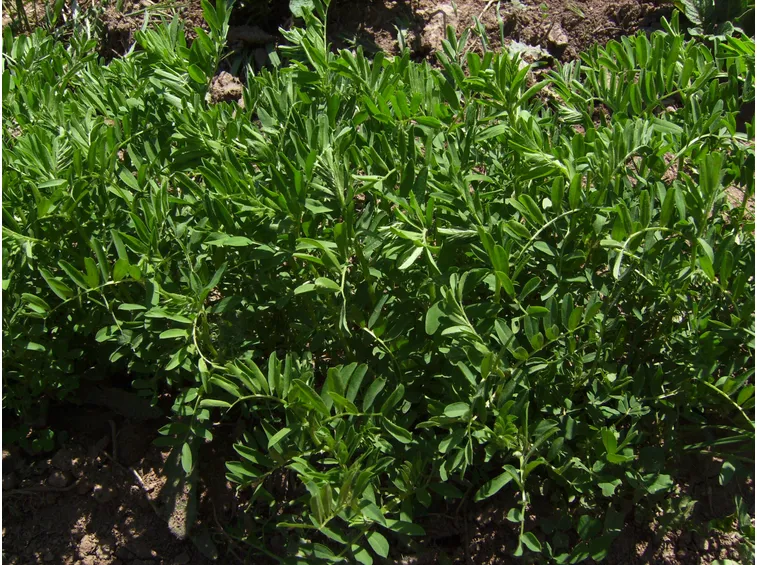 Pianta di lenticchie