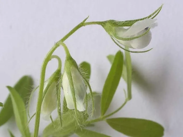 Fiore di lenticchia