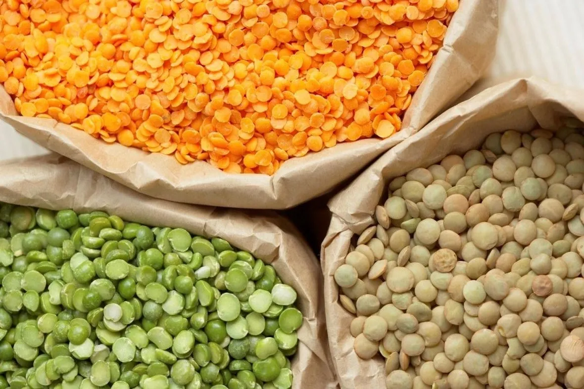 Varietà di lenticchie