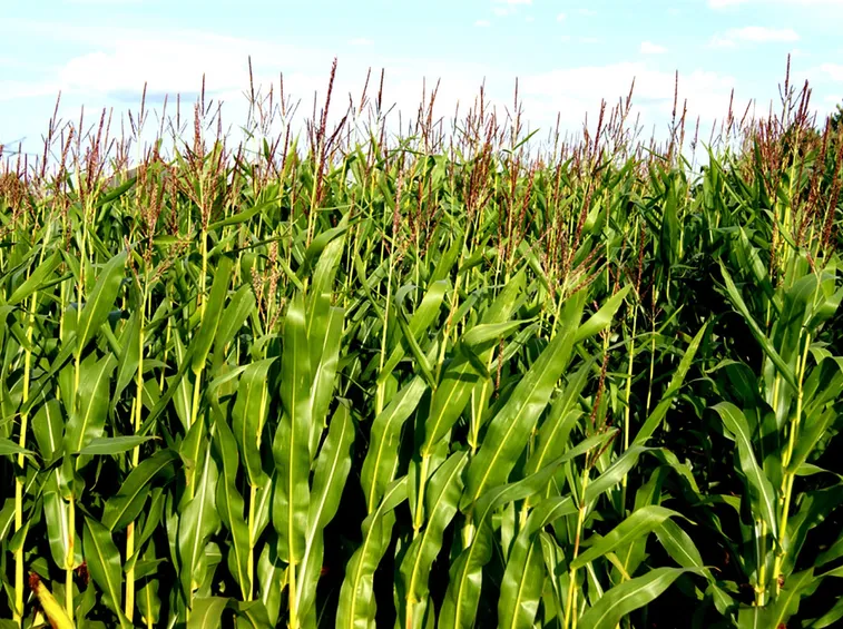 Campo mais