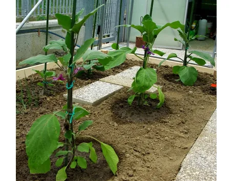 Melanzane innestate