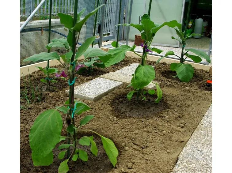 Melanzane innestate