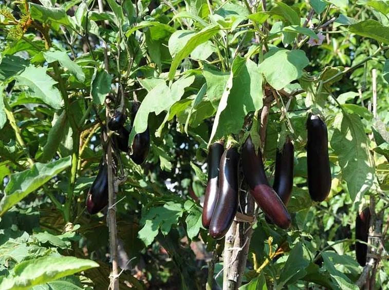 Solanum torvum