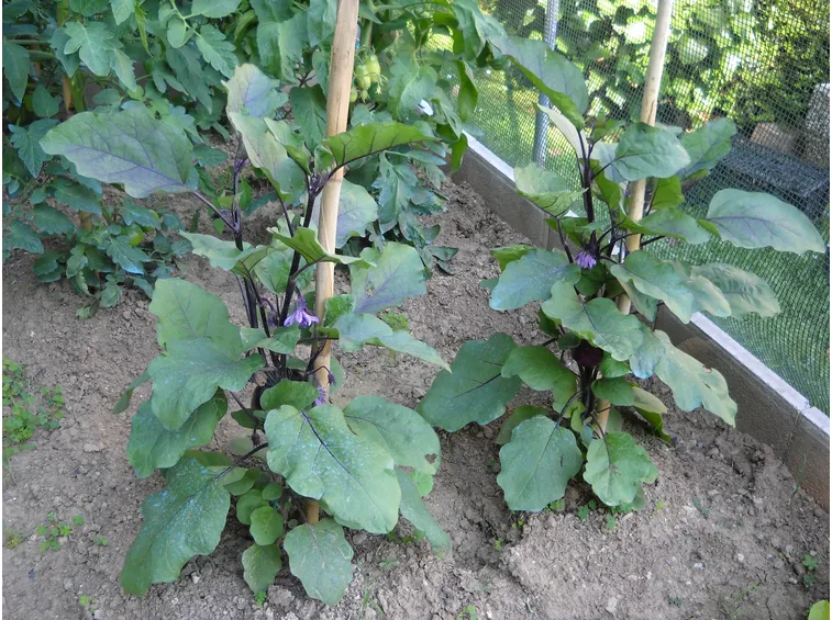 Melanzane violette innestate
