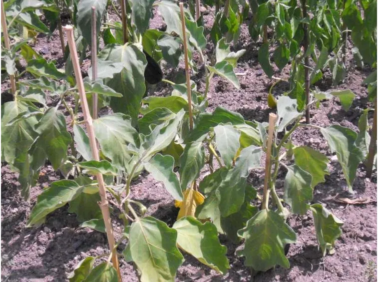 Melanzane innestate