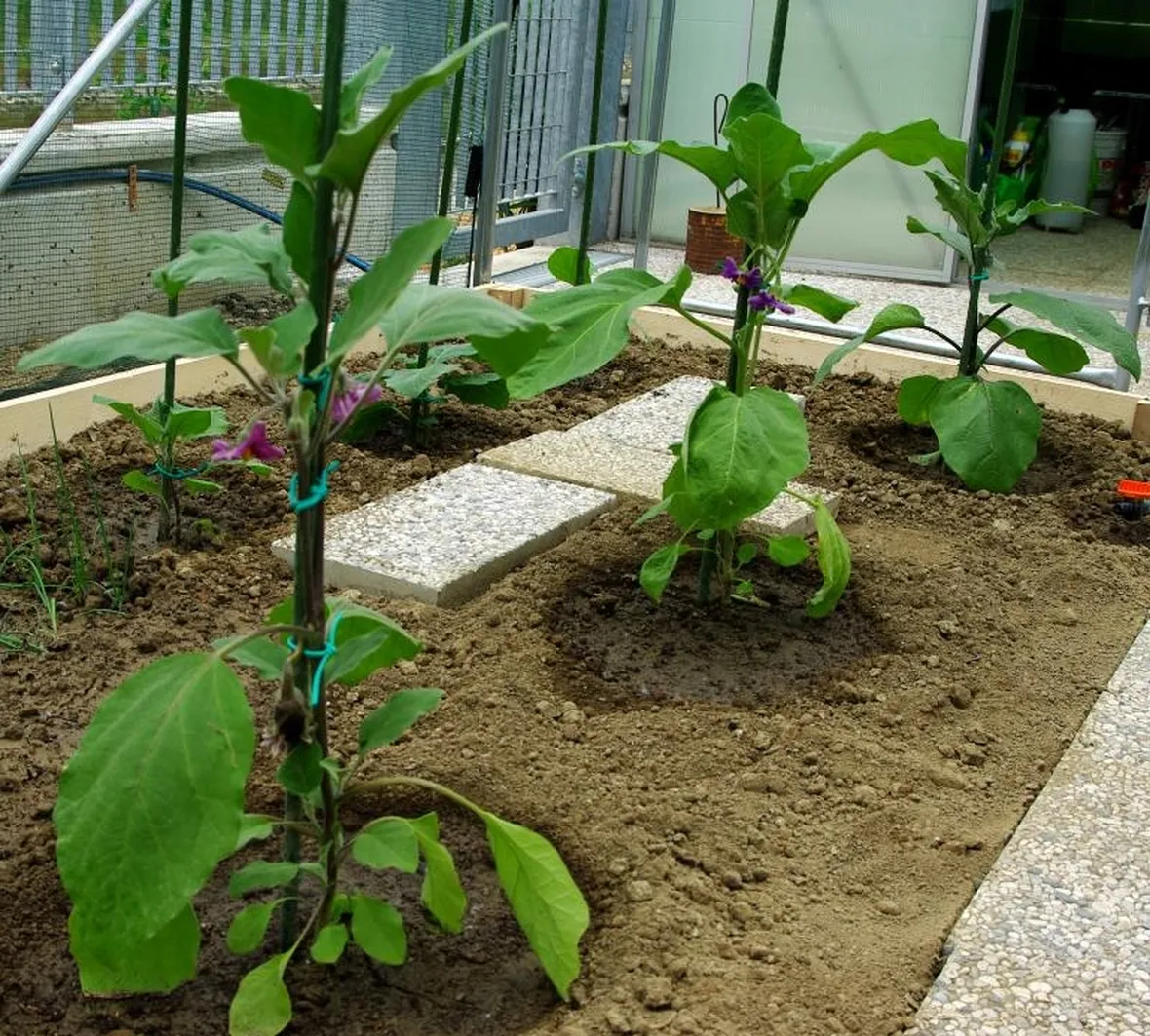 Melanzane innestate