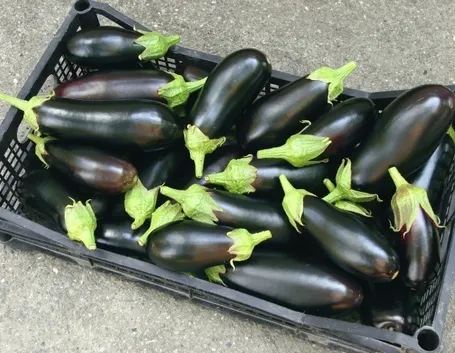 Cesto con melanzane