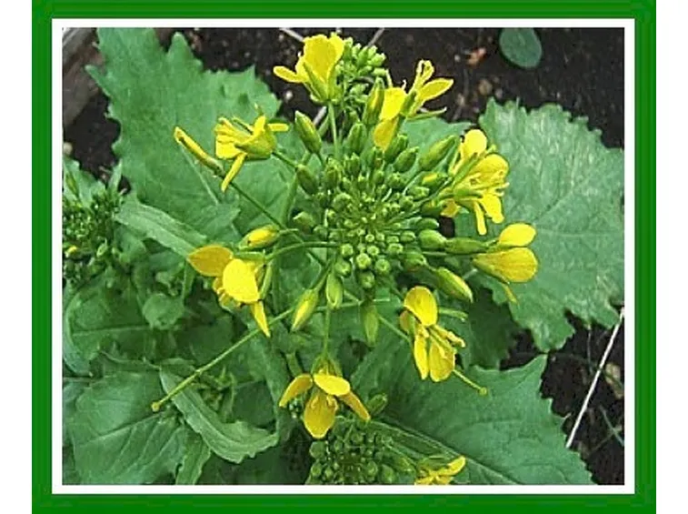 Cima di rapa o Brassica rapa