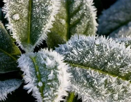 Una pianta da orto invernale