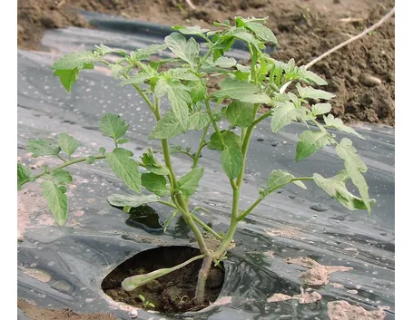 Pacciamatura pomodori telo