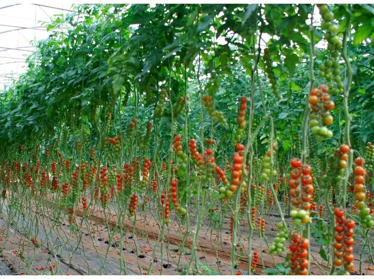 Telo pacciamatura