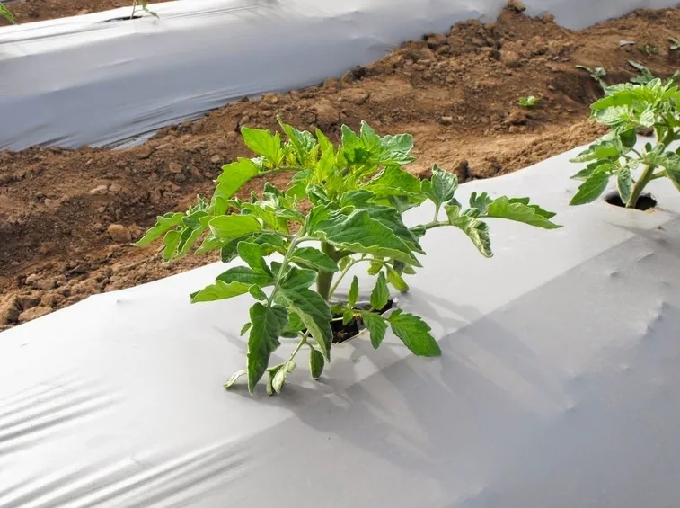 Raccolta pomodori