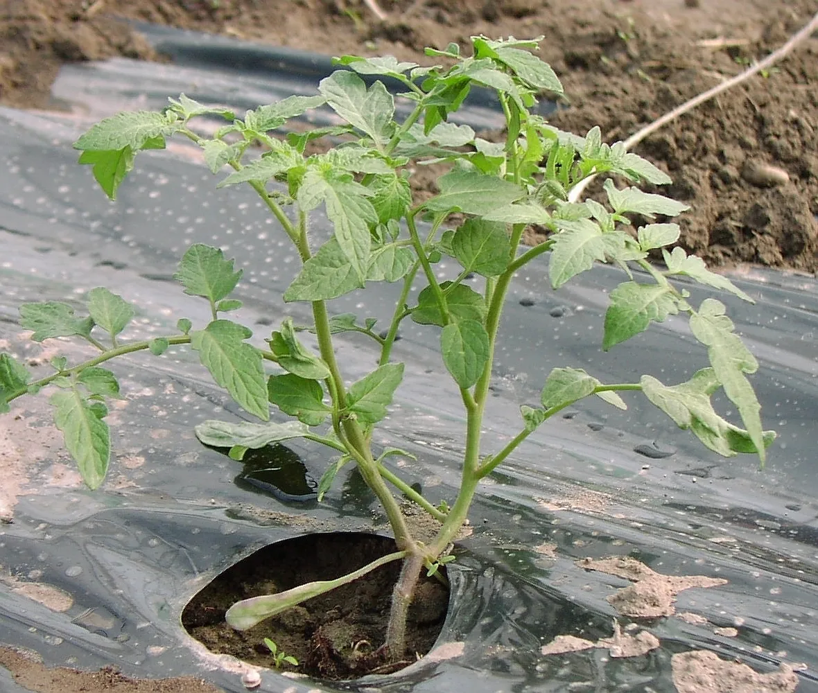 Pacciamatura pomodori telo