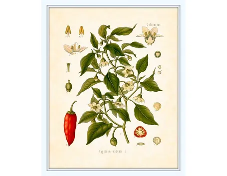 Disegno botanico di capsicum annuum
