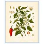 Disegno botanico di capsicum annuum