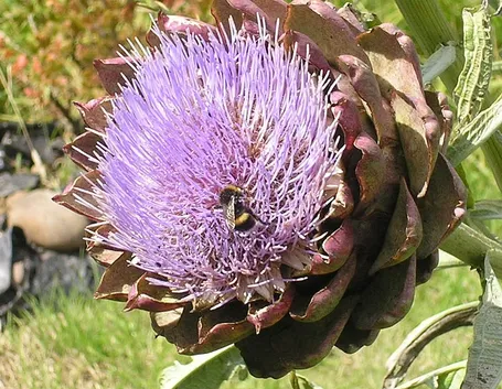 Capolino di carciofo in fioritura