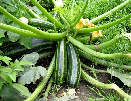Pianta di zucchina