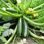 Pianta di zucchina