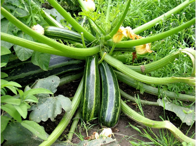 Pianta di zucchina