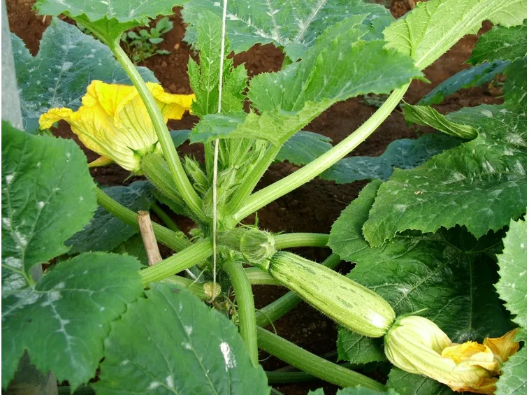 Pianta di zucchino