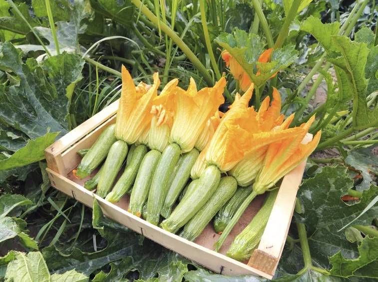 Zucchini con fiore