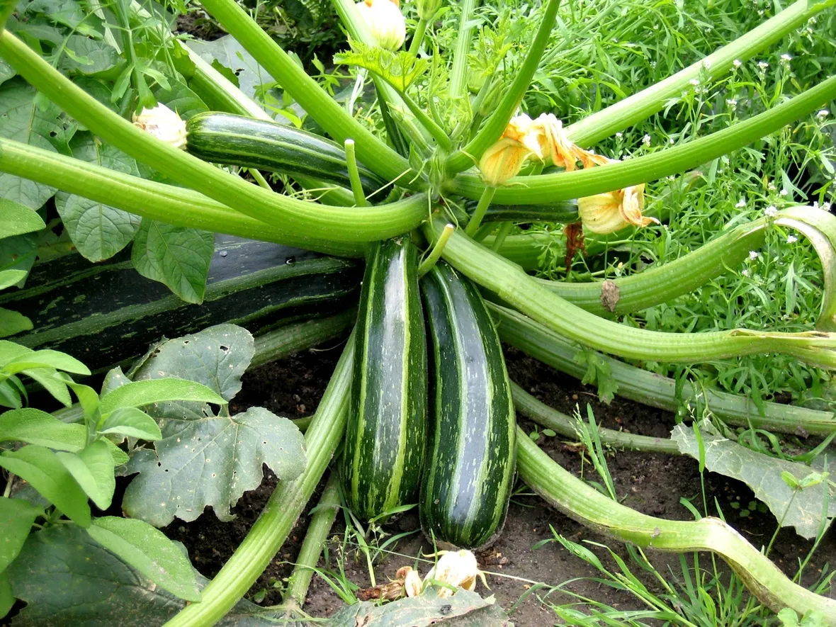 Pianta di zucchina