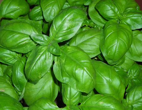 Foglie di basilico
