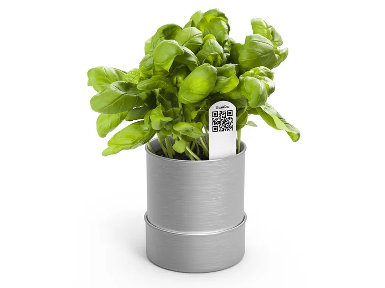 Basilico in vaso