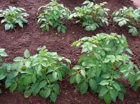 Filari di patate
