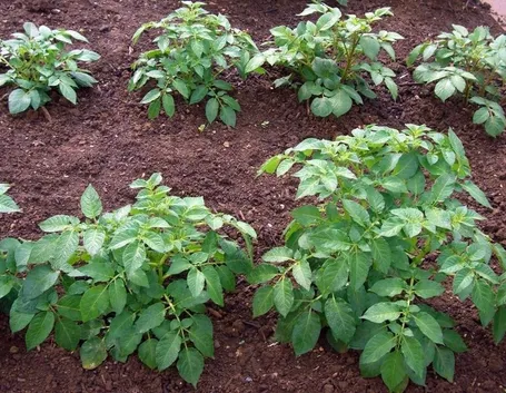 Filari di patate