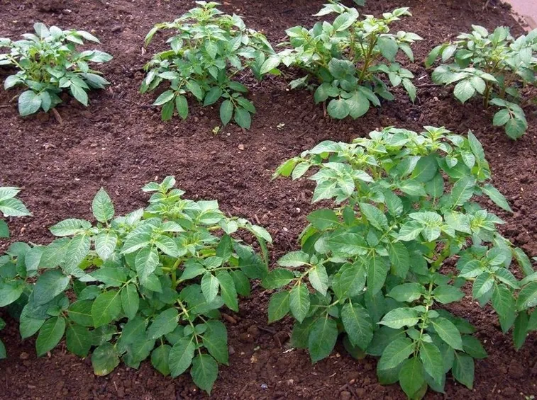 Filari di patate